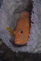   Coral grouper Indonesia  